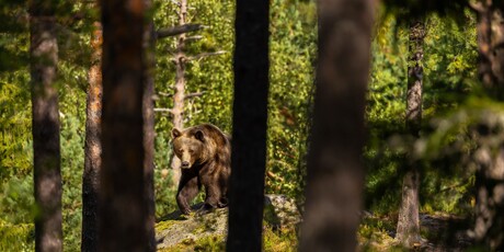 Najopasnije životinje u Hrvatskoj - 7