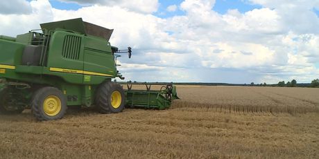 Proizvodimo pšenicu, uvozimo kruh (Foto: Dnevnik.hr) - 1