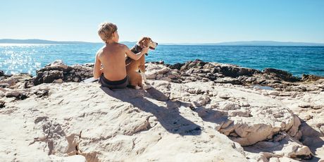 Psi na plaži - 1