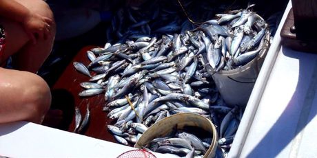 Bacili tisuće mrtvih riba u more (Foto: Dnevnik.hr) - 4