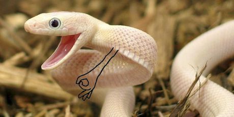 Šašava zmije (Foto: boredpanda.com) - 25