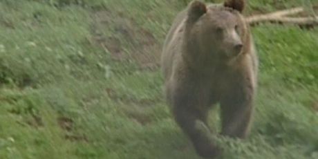 Medvjed u trku (Foto: Dnevnik.hr)