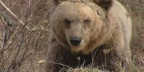 Medvjed u divljini (Foto: Dnevnik.hr)