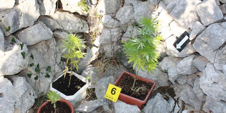 Policija pronašla marihuanu (Foto: PU splitsko-dalmatinska)