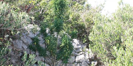 Policija pronašla marihuanu (Foto: PU splitsko-dalmatinska)1
