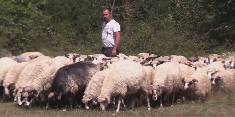Stado ovaca (Foto: Dnevnik.hr) - 1