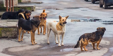 Napušteni psi, ilustracija (Foto: Getty Images) - 1
