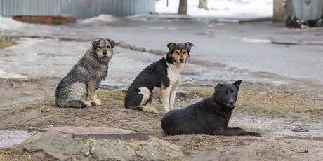 Napušteni psi, ilustracija (Foto: Getty Images) - 2