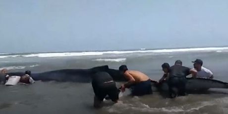Spašavanje nasukanog kita u Peruu (Foto: Reuters)