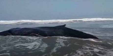Spašavanje nasukanog kita u Peruu (Foto: Reuters)