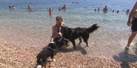 Psi na plaži (Foto: Dnevnik.hr)