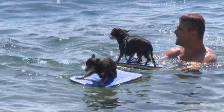 Psi surfaju (Foto: Dnevnik.hr)