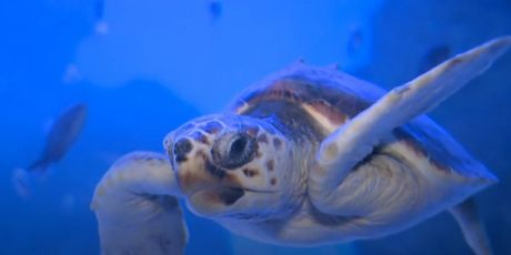 Izumiranje periski i morskih kornjača - 6