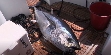 Ulovljena tuna - 1