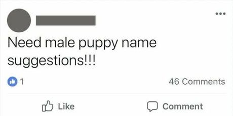 ''Trebam prijedloge imena za muškog štenca!!!'' ''Cura ili dečko?''