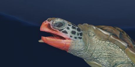 Agresivna morska kornjača u Dalmaciji, ilustracija - 1