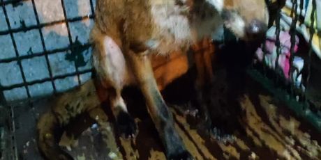 Pronađena lisica u šahtu u Dubravi - 3