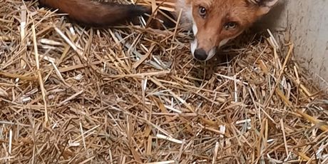 Pronađena lisica u šahtu u Dubravi - 4