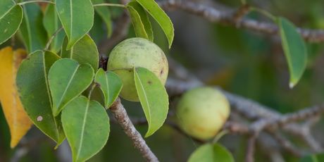Hippomane mancinella