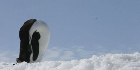 Klimatske promjene na Antarktici, ilustracija - 4