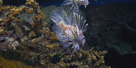 Opasna riba u Jadranu - 1