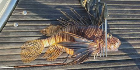 Opasna riba u Jadranu - 2