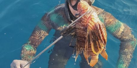 Opasna riba u Jadranu - 3