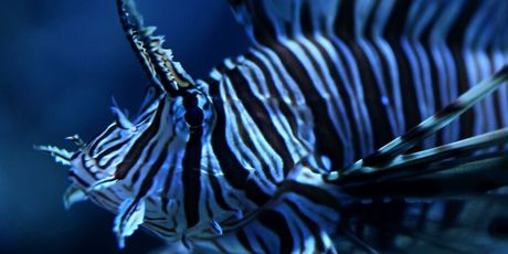 Opasna riba u Jadranu - 4