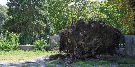 Obrasla igrališta i parkovi u Zagrebu - 8