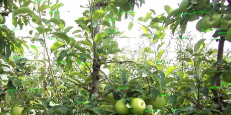 Nova tehnologija u voćnjacima - 4