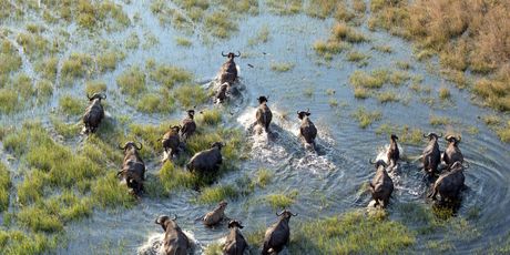Okavango