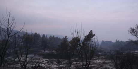 Opožareno područje Parka prirode Biokovo - 2