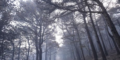 Opožareno područje Parka prirode Biokovo - 3