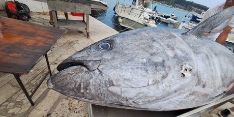 Tuna fest Rovinj - 9