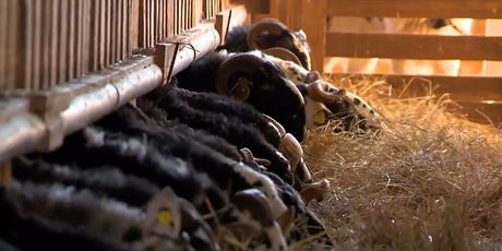 Bolest plavog jezika stigla u Istru - 1