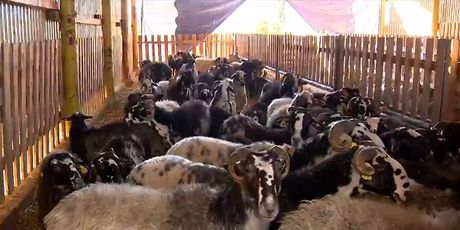 Bolest plavog jezika stigla u Istru - 2