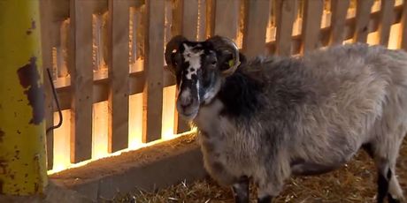 Bolest plavog jezika stigla u Istru - 3