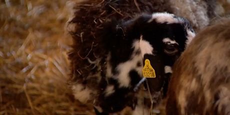 Bolest plavog jezika stigla u Istru - 4