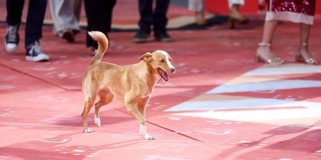 Pas Lija na Sarajevo Film Festivalu - 2