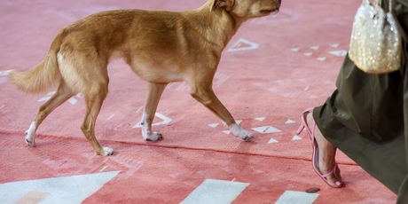 Pas Lija na Sarajevo Film Festivalu - 3