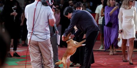 Pas Lija na Sarajevo Film Festivalu - 4