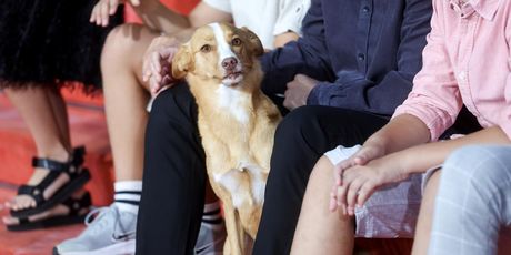 Pas Lija na Sarajevo Film Festivalu - 6