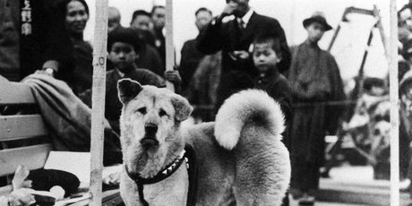 Hachiko - 6