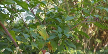 Opasne bobice uz potok - 1