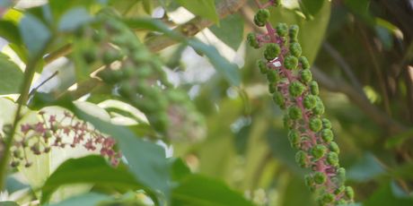 Opasne bobice uz potok - 2