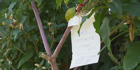 Opasne bobice uz potok - 3