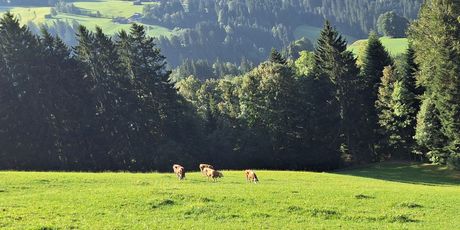 Highlander Austria