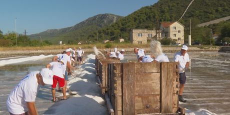 Berba soli u Stonu - 2