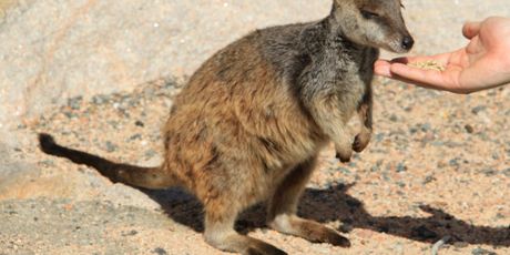 Australija