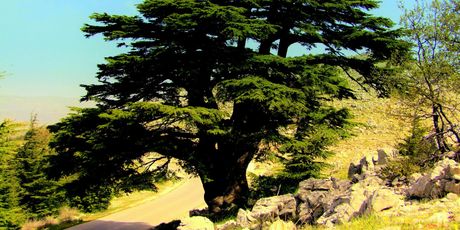 Libanon - 2